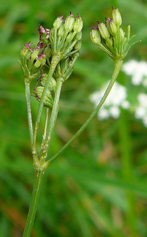 fruit