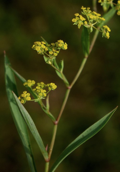 inflorescence