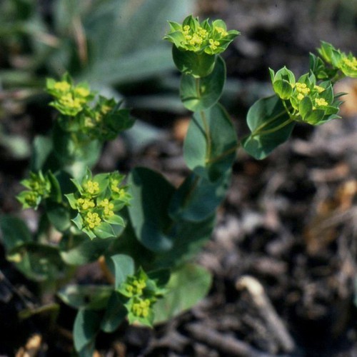 Plante entière