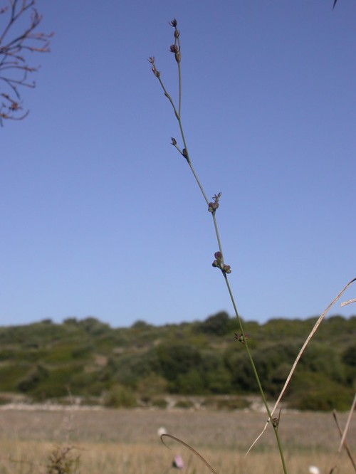 Plante entière
