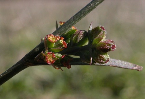 fruit