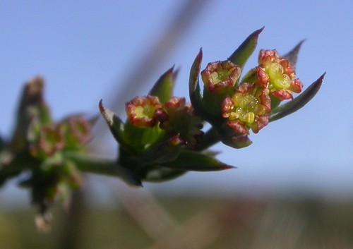 inflorescence