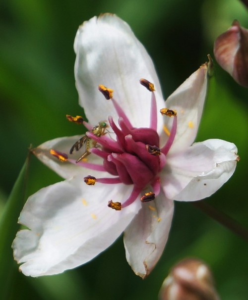 détail fleur