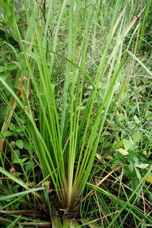 feuille
