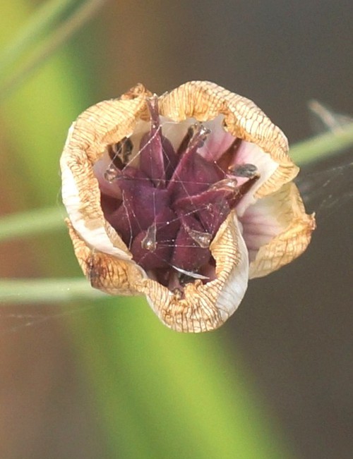 fruit
