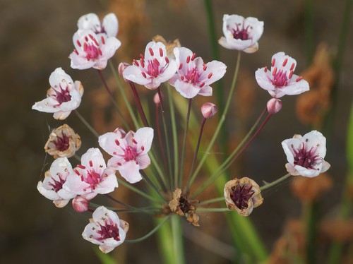 inflorescence
