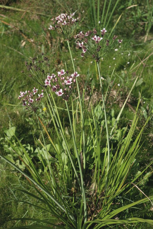 Plante entière