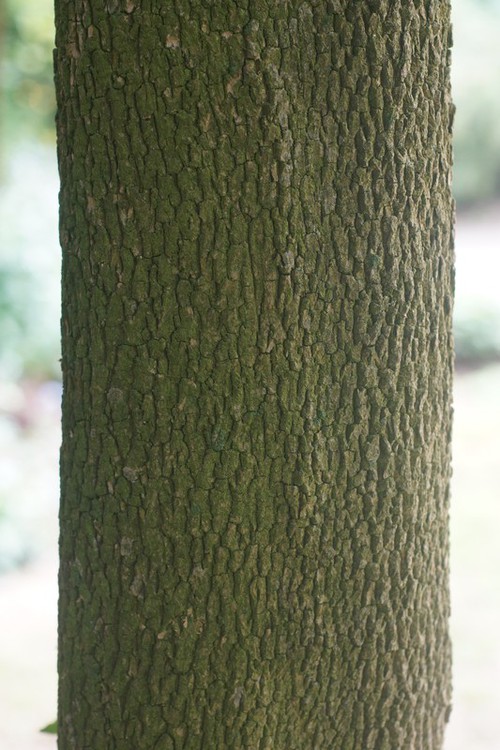écorce âgée
