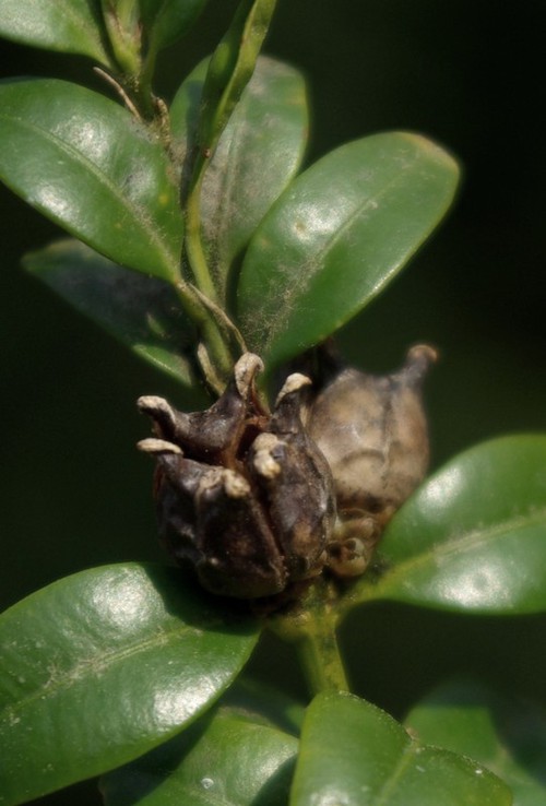 fruit