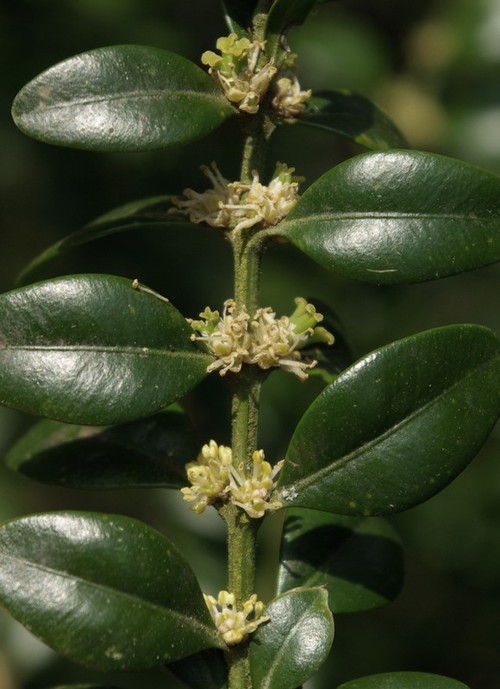 inflorescence