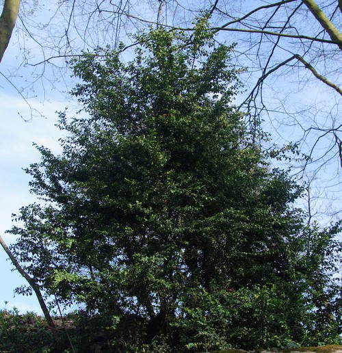 Plante entière