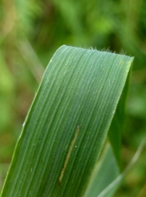 feuille