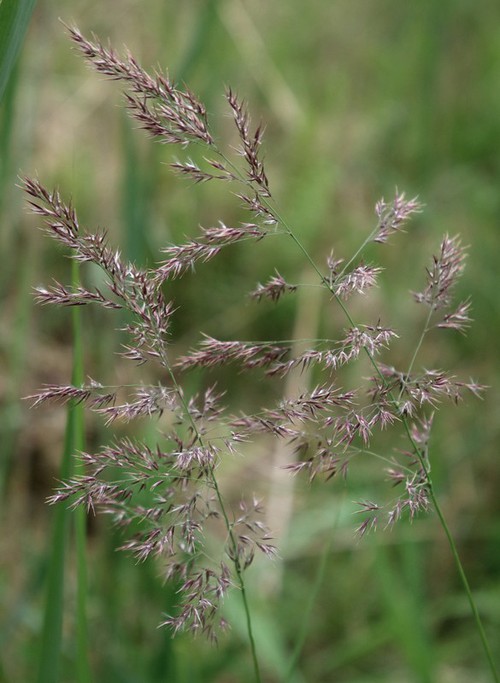 inflorescence