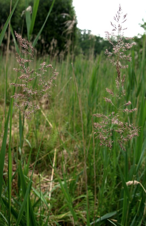 Plante entière