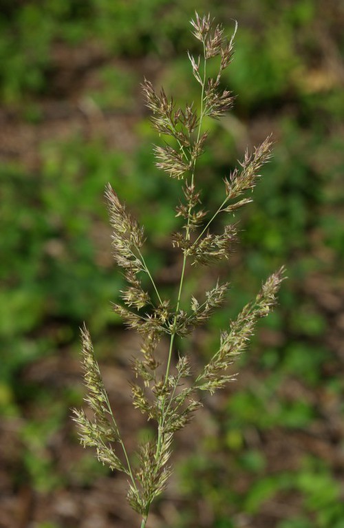 inflorescence