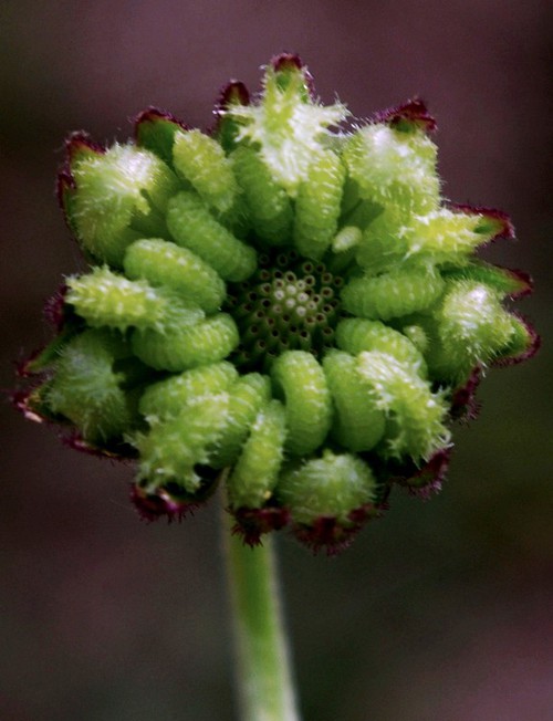 fruit