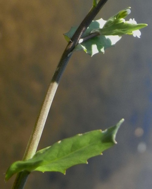 feuille
