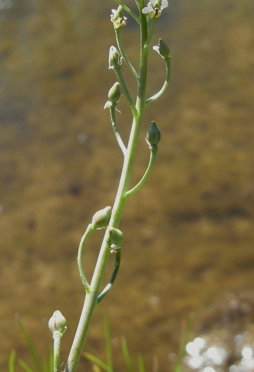 fruit