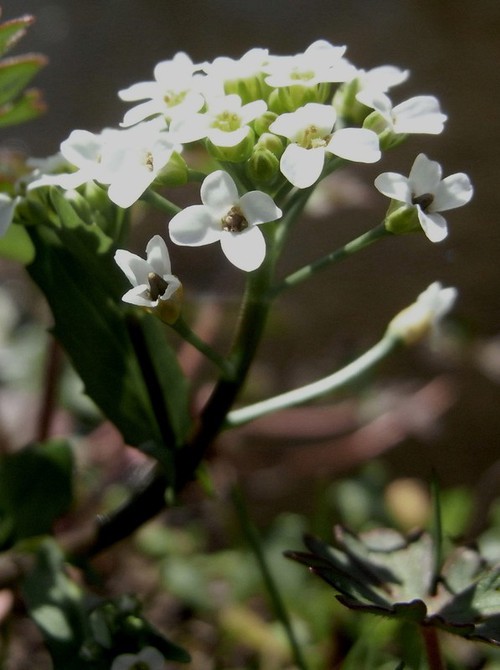 inflorescence