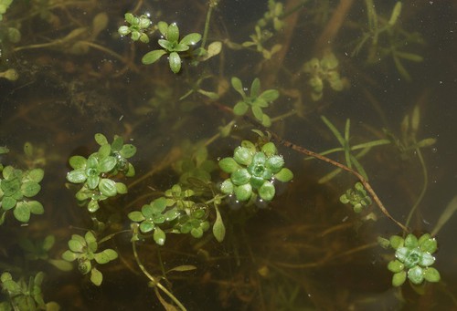 Plante entière