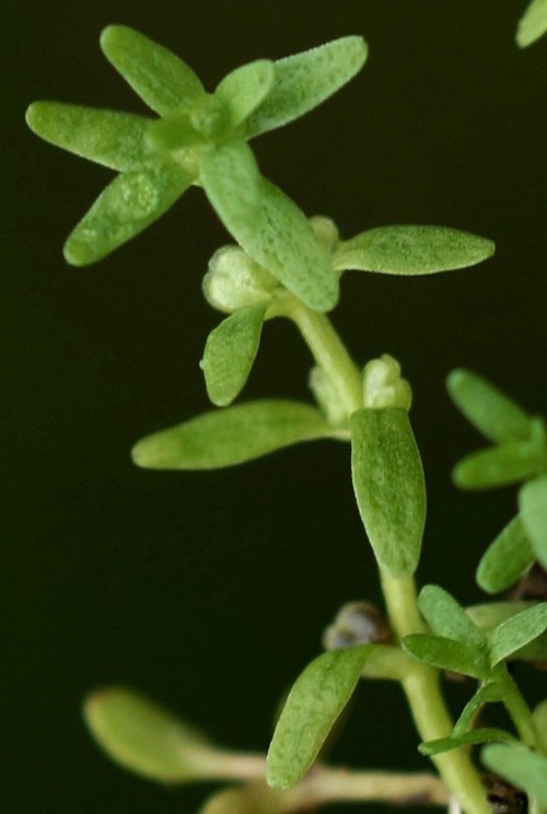 fruit