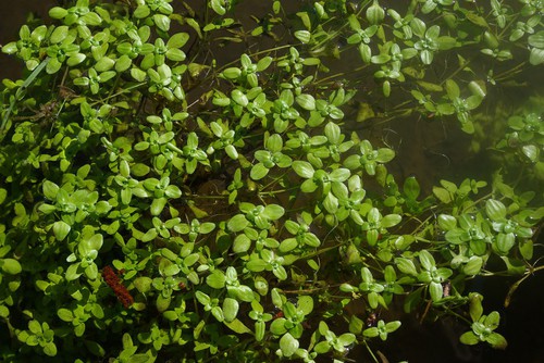 Plante entière