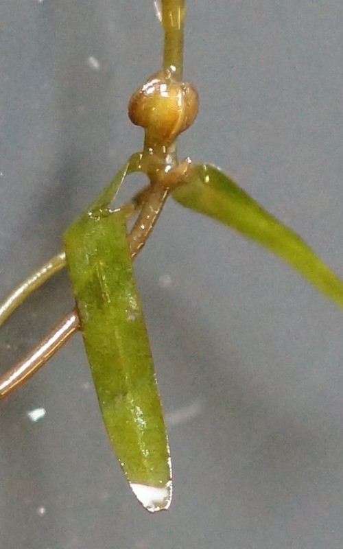 fruit