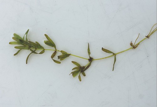 Plante entière