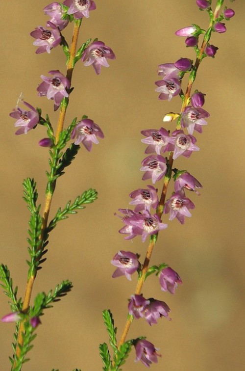 détail fleur