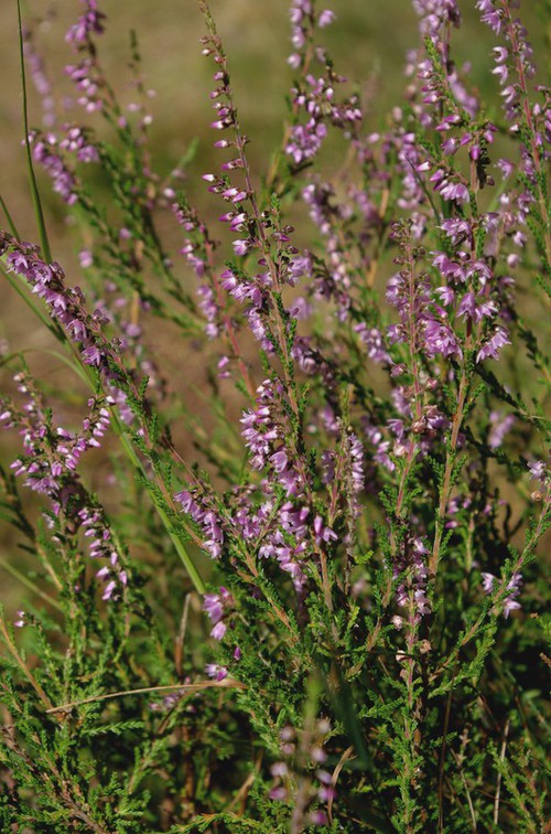 inflorescence