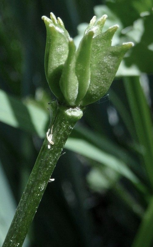 fruit