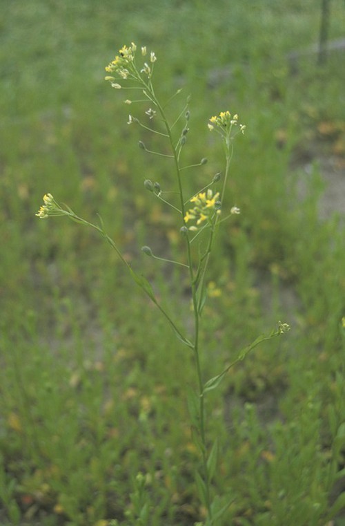 Plante entière