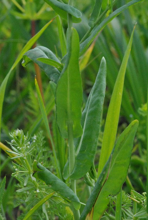 feuille