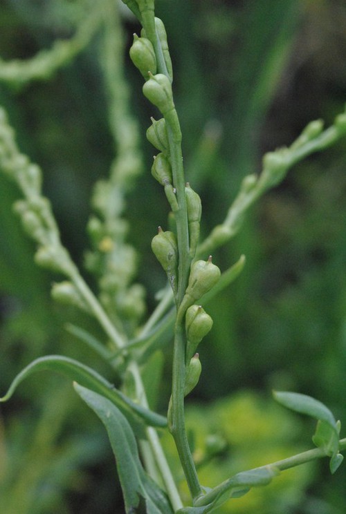 fruit