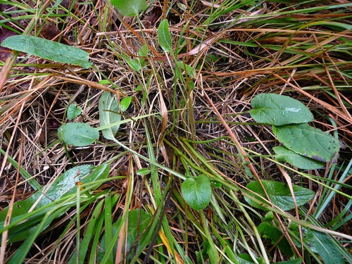 feuille basale
