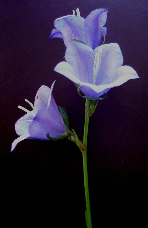 inflorescence