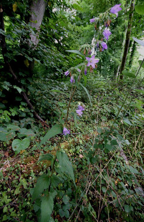 Plante entière