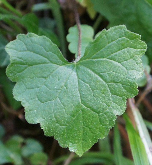 détail feuille