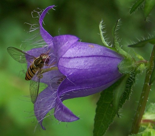 détail fleur