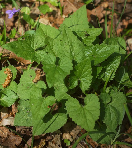 feuille