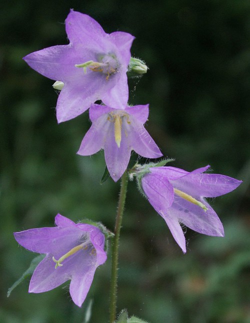 inflorescence