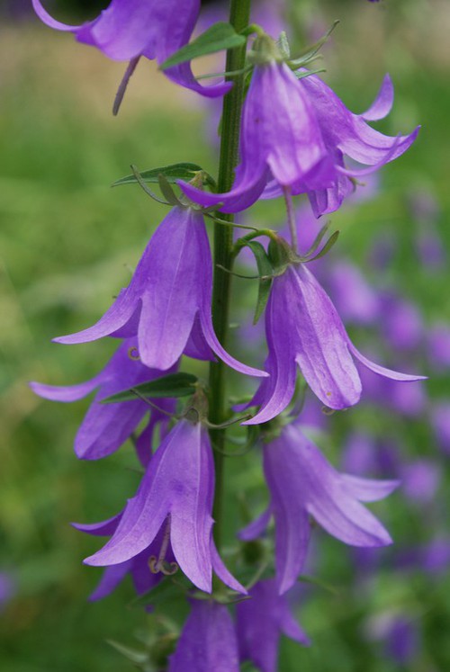 inflorescence