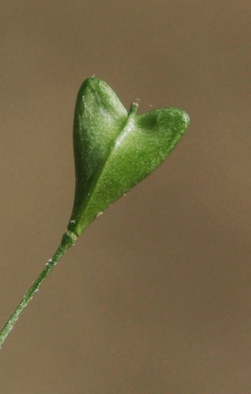 détail fruit