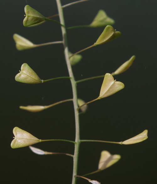 fruit
