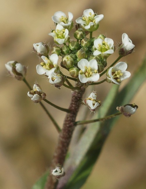 inflorescence
