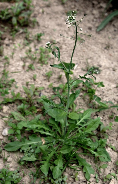 Plante entière