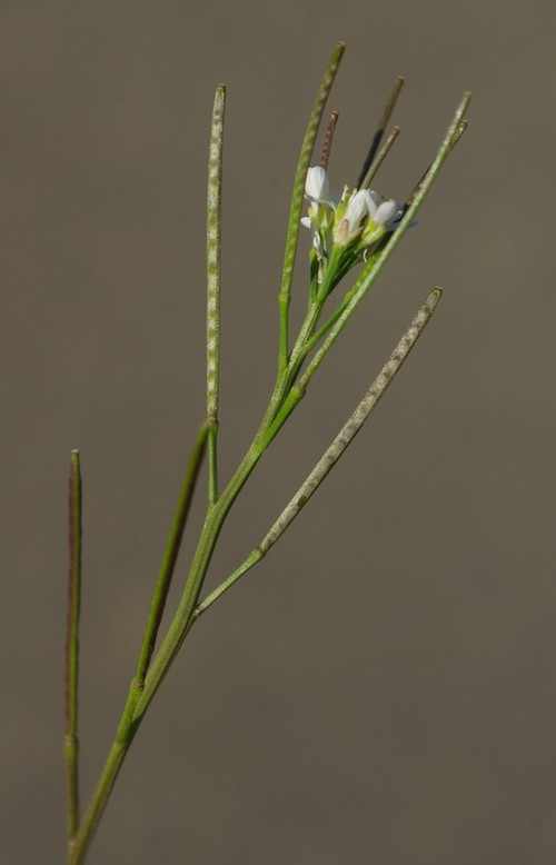 fruit