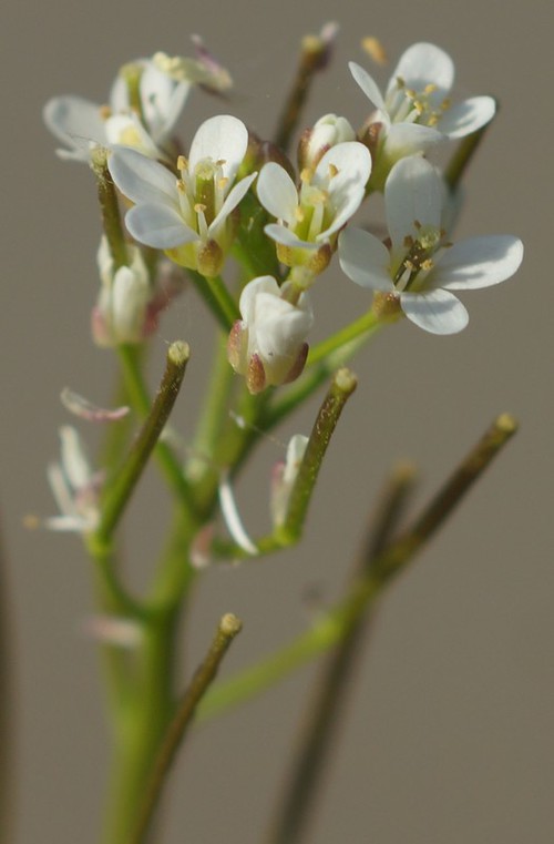 inflorescence