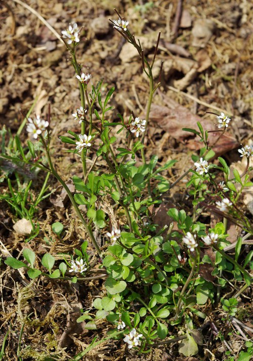 Plante entière