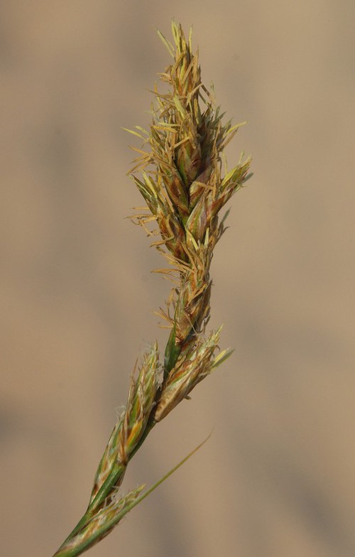 inflorescence